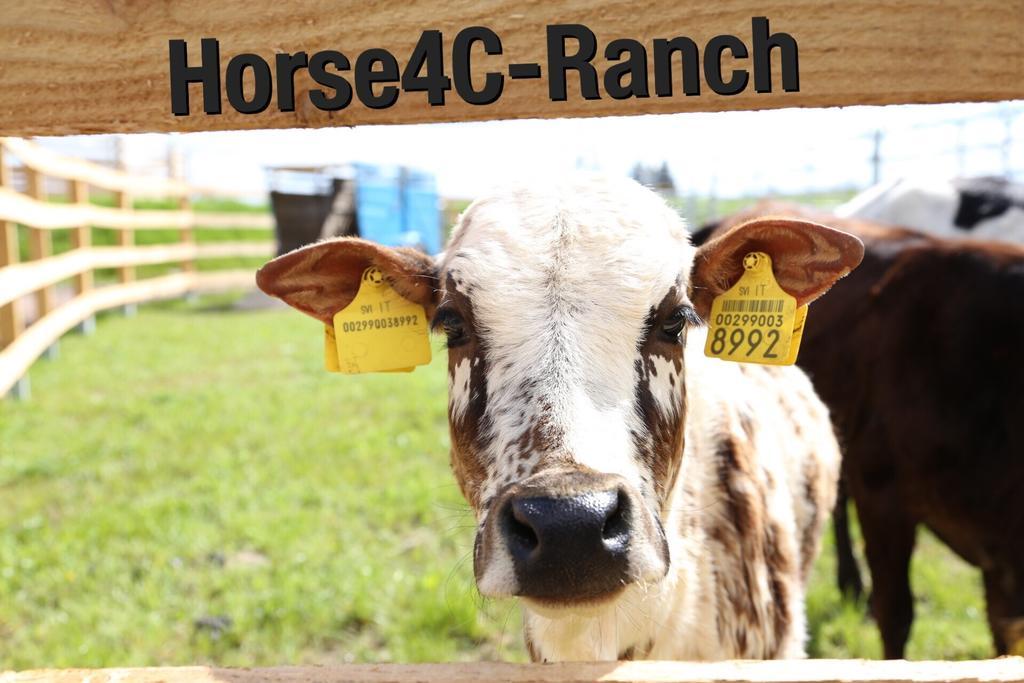 4C Horse Ranch Hainichen Exterior foto